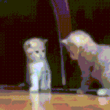 Funny animals [gif] (@t_stickers)
