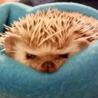 Hedgehogs (@t_stickers)