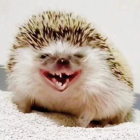 Hedgehogs (@t_stickers)