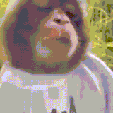 Monkey 🐒