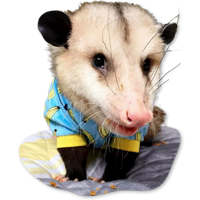 Opossum-Sesame