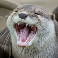 Otters (@t_stickers)