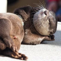 Otters (@t_stickers)