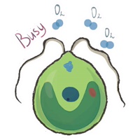 Unicellular stickers