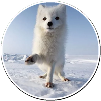 Arcticfoxcoming