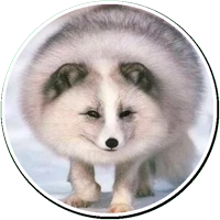 Arcticfoxcoming