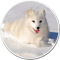 Arcticfoxcoming