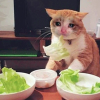 Crying Cat Deluxe