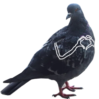Pigeons with hands