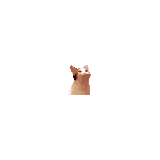popping_cat_animated