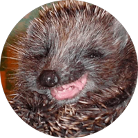 🦔 Hedgehog memes @lennysticker