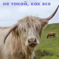 wow_cow