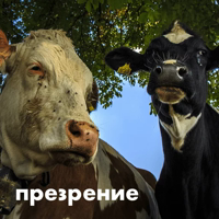 wow_cow